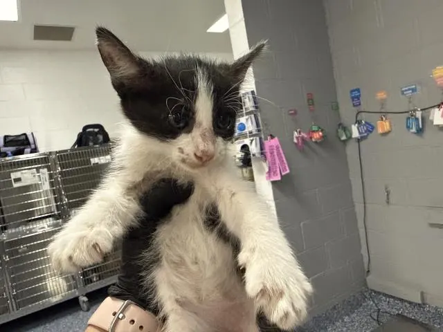 Adoptable Cat
