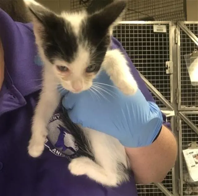 Adoptable Cat