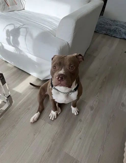 Bolo