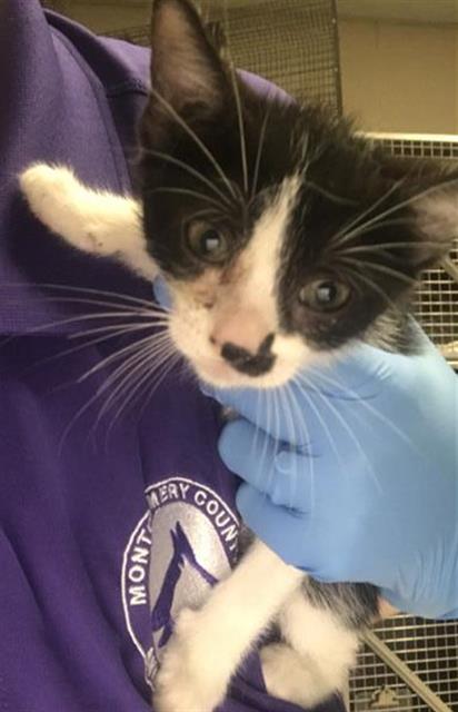 Adoptable Cat