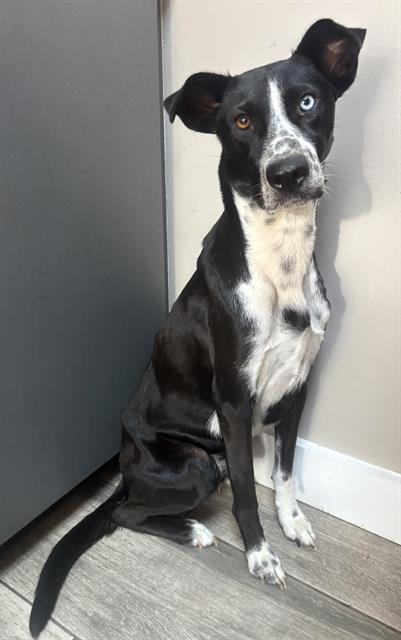 Stella