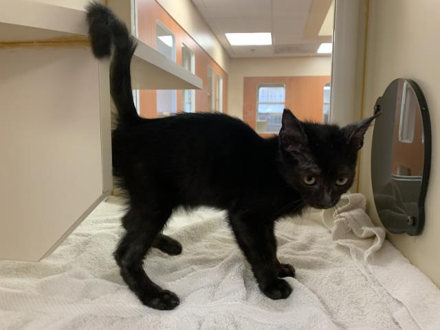 Adoptable Cat