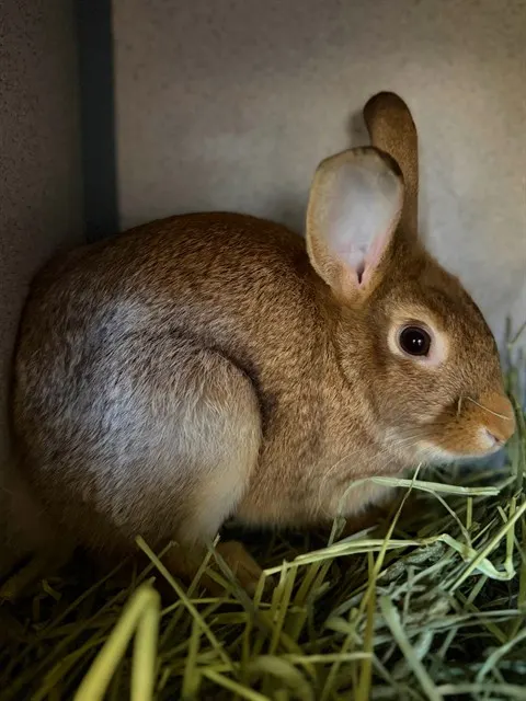 Judy Hopps