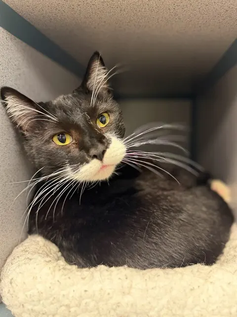 Tux