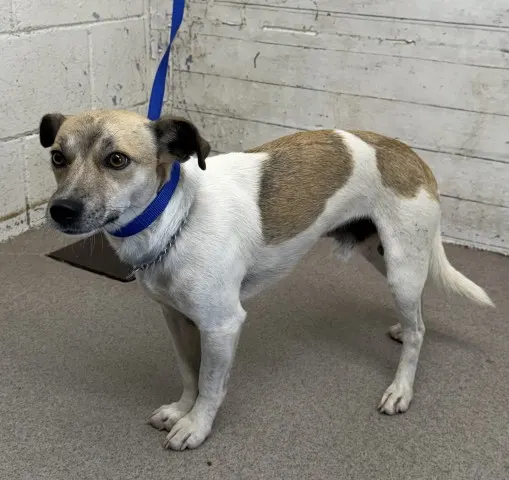 Adoptable Dog