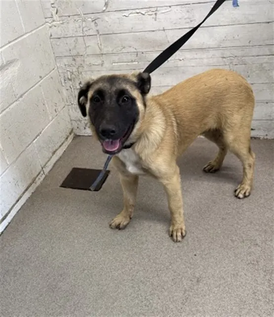 Adoptable Dog