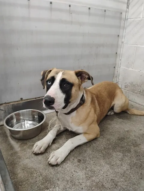 Adoptable Dog