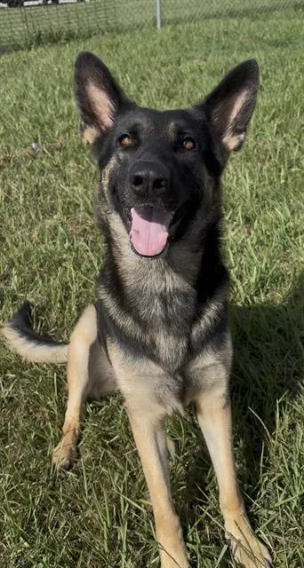 Heidi