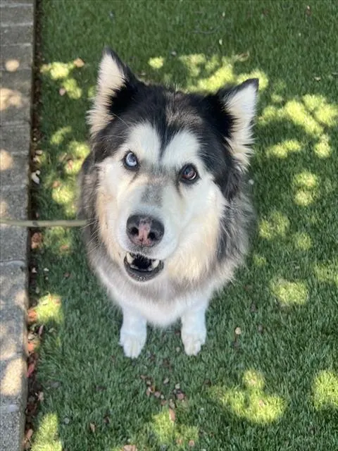 Nova