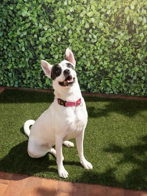 Nova