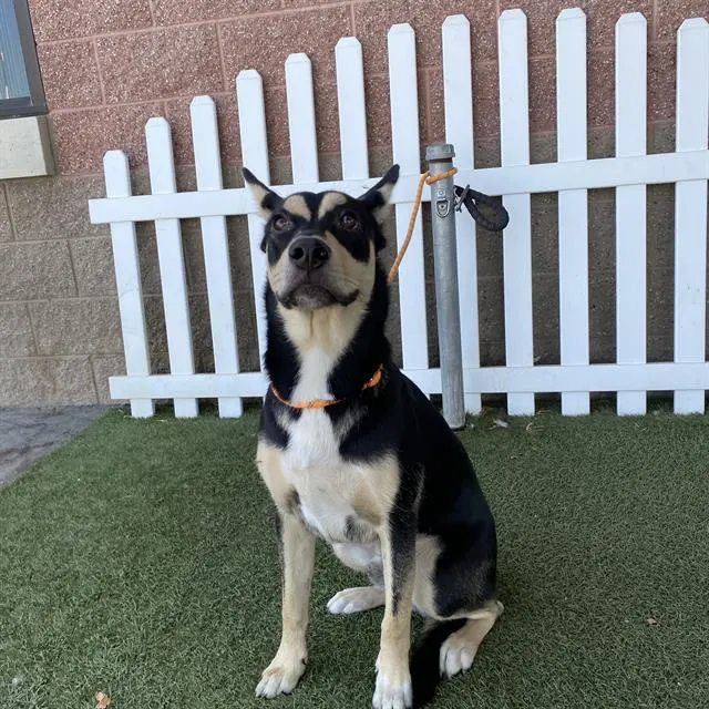 Adoptable Dog