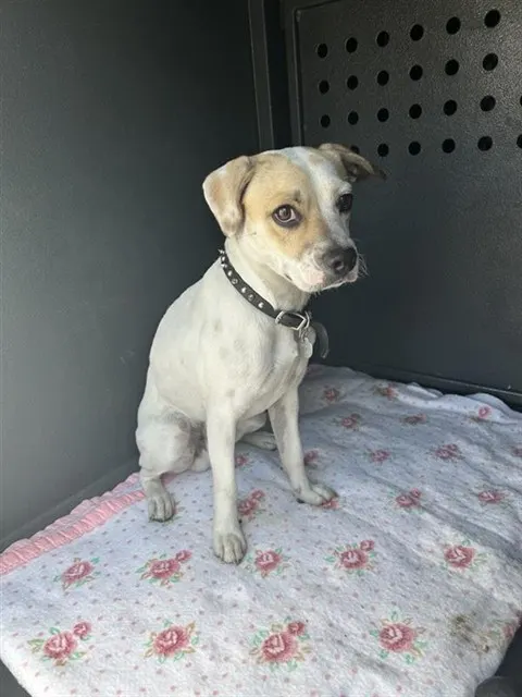 Puppy