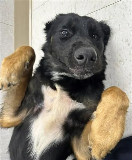 Bear Kat