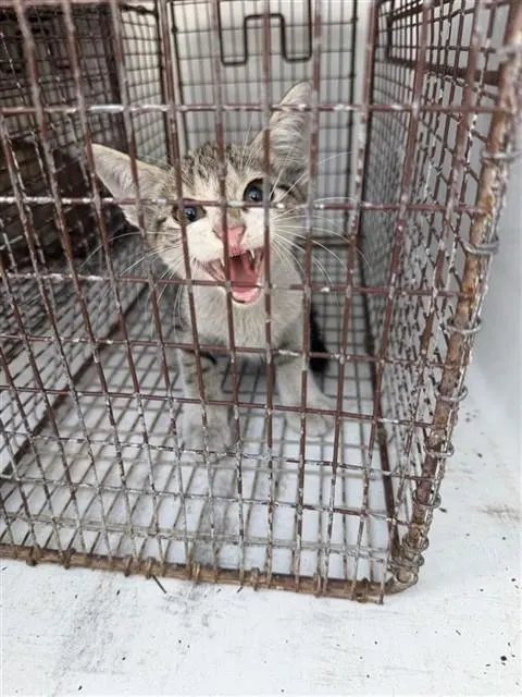 Adoptable Cat