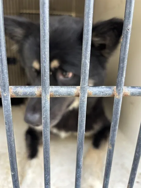 Bruno