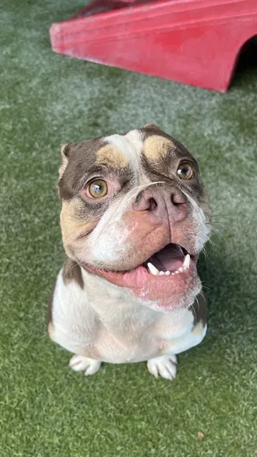 Coco Chanel