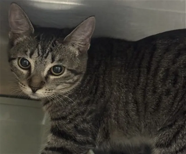 Adoptable Cat