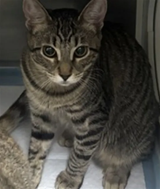 Adoptable Cat