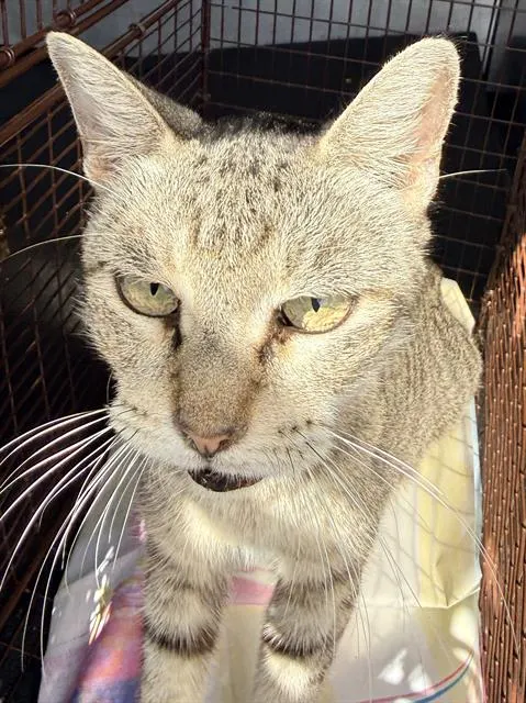 Adoptable Cat