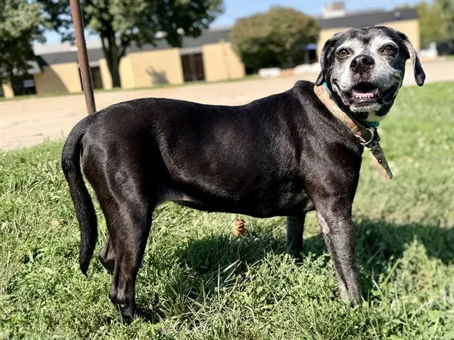 Lucille