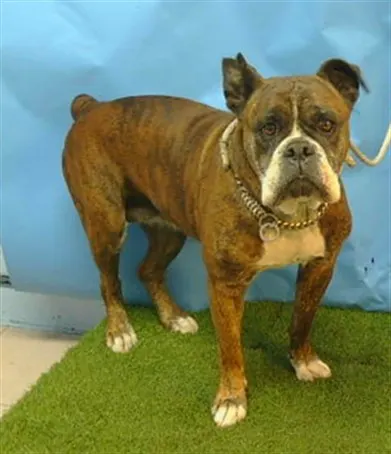 Adoptable Dog