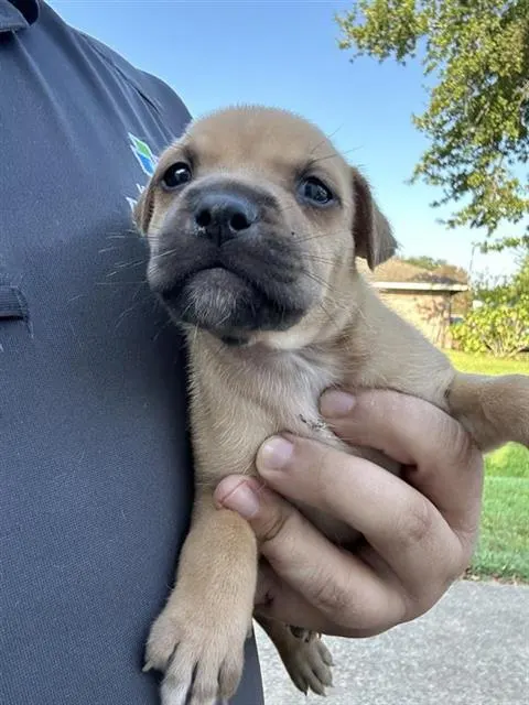 Adoptable Dog