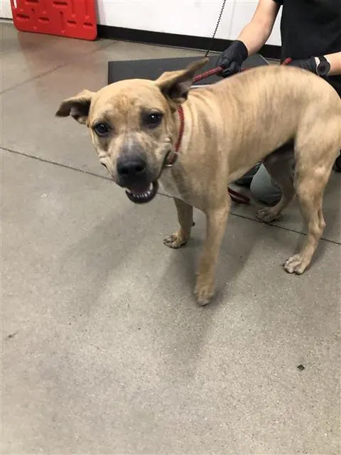 Adoptable Dog