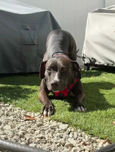 Nina