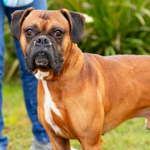 Oscar
