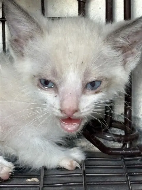 Adoptable Cat