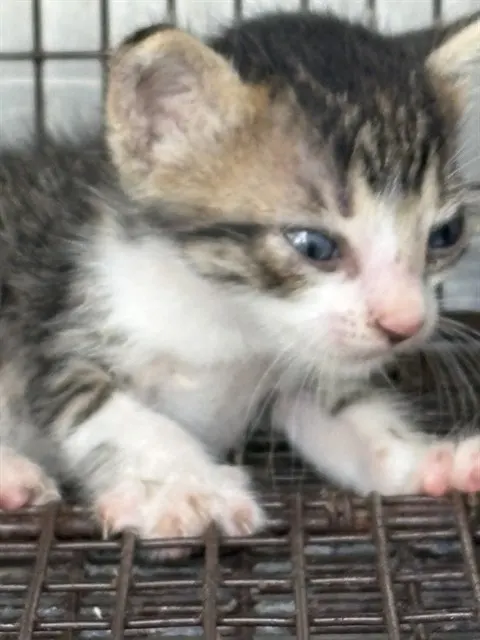 Adoptable Cat