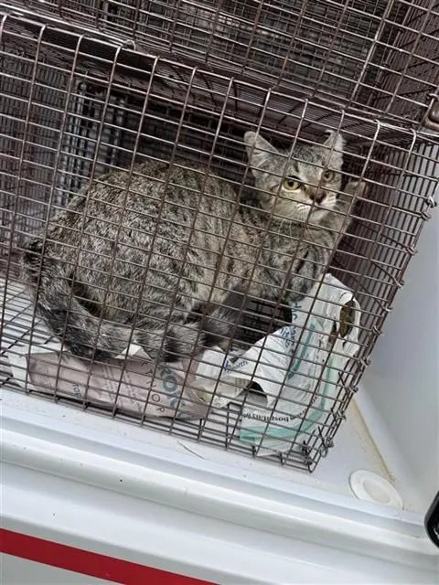 Adoptable Cat