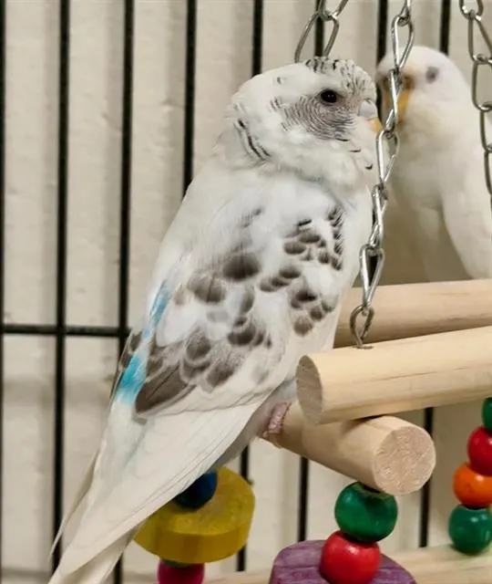 Tweety
