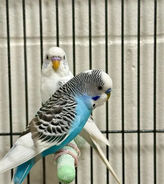 Chirpy