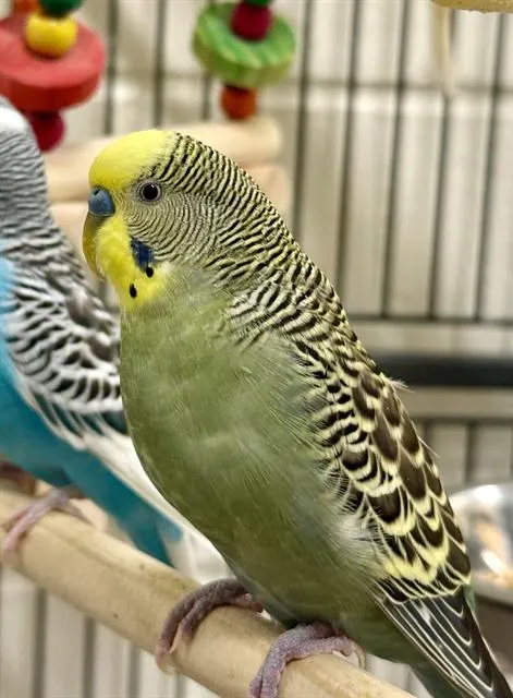 Birdy