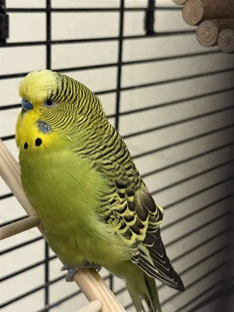 Old Man