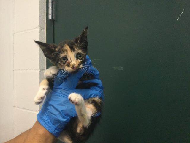 Adoptable Cat