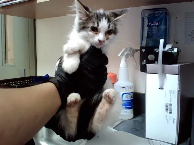 Adoptable Cat