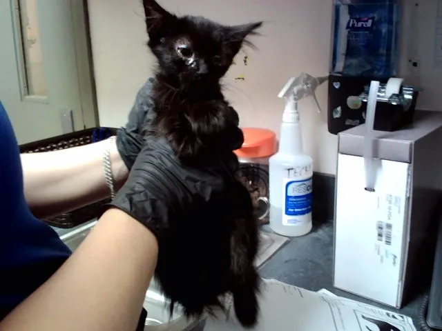Adoptable Cat