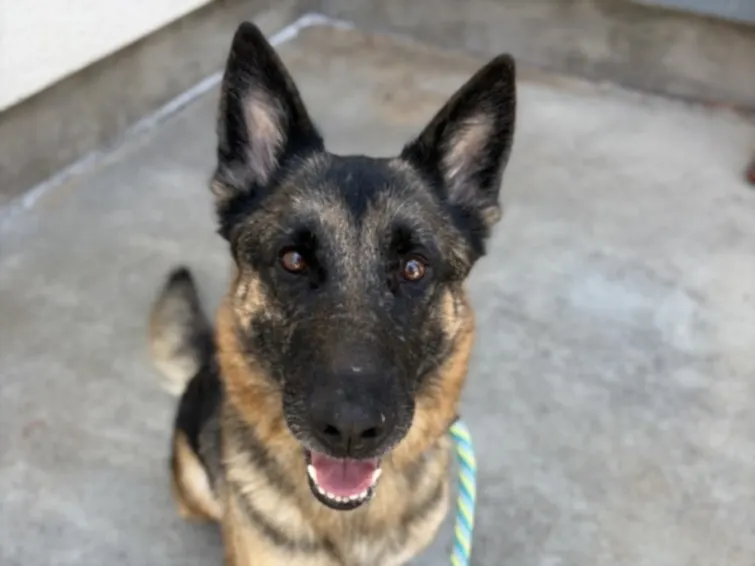Naya