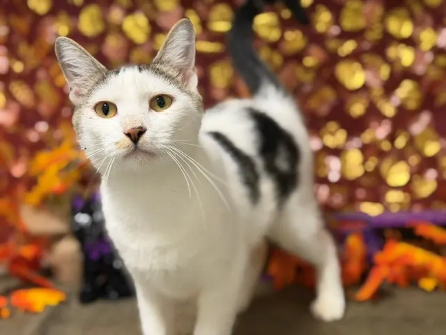 Kiki
