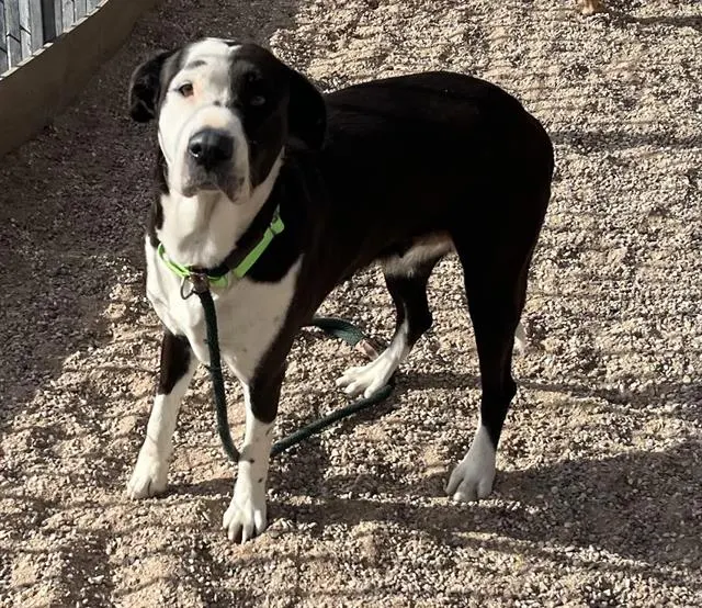 Maggie