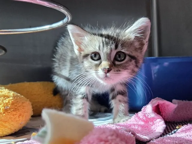 Adoptable Cat
