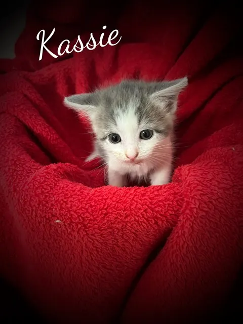 Kassie