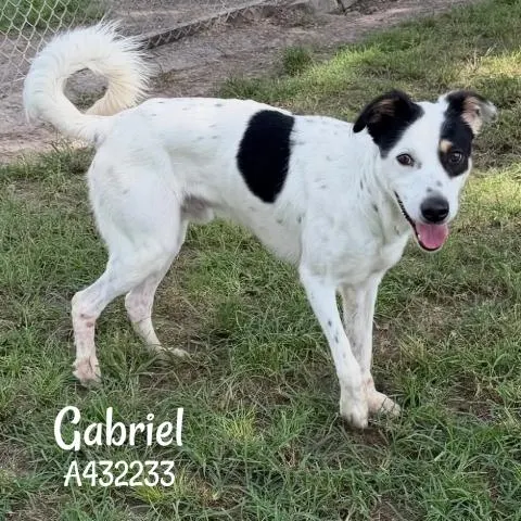 Gabriel