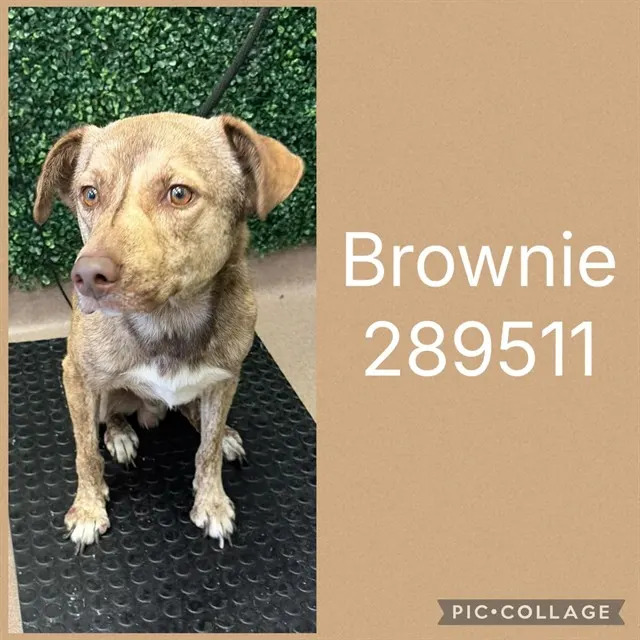 Brownie