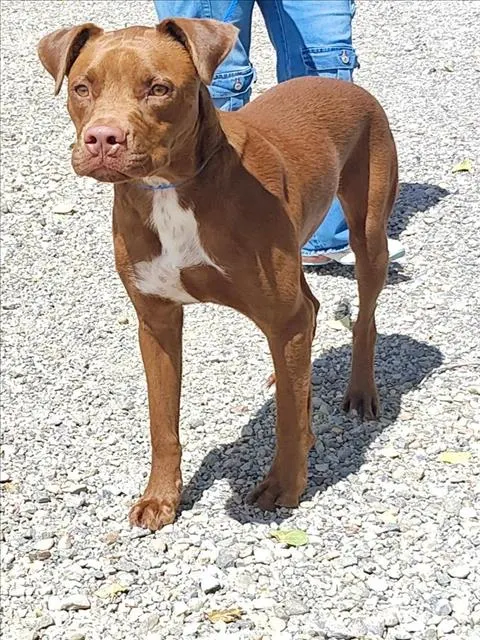Maximus