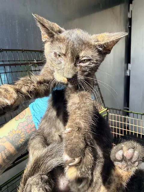 Adoptable Cat