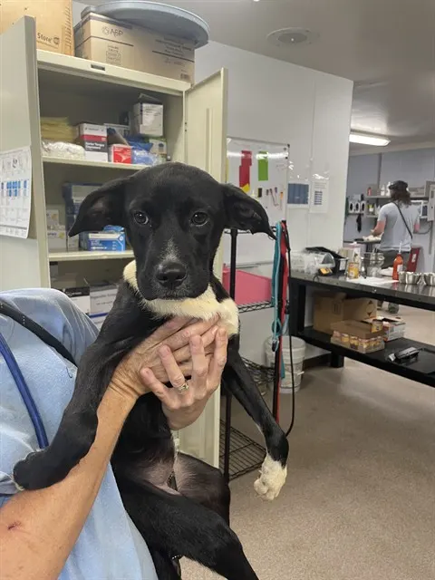 Adoptable Dog