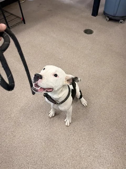 Adoptable Dog